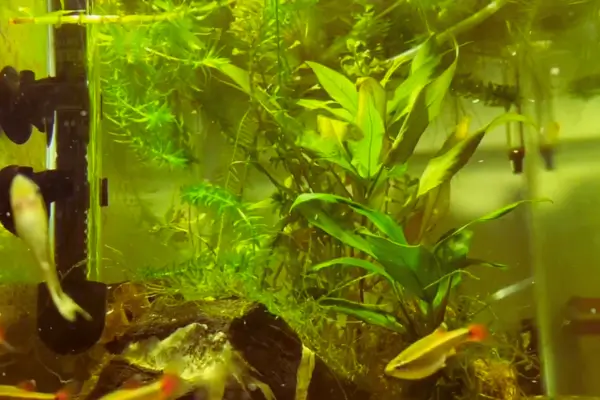 Montagem de Aquário Nano Sustentável para Iniciantes: Escolha de Espécies e Plantas Adequadas