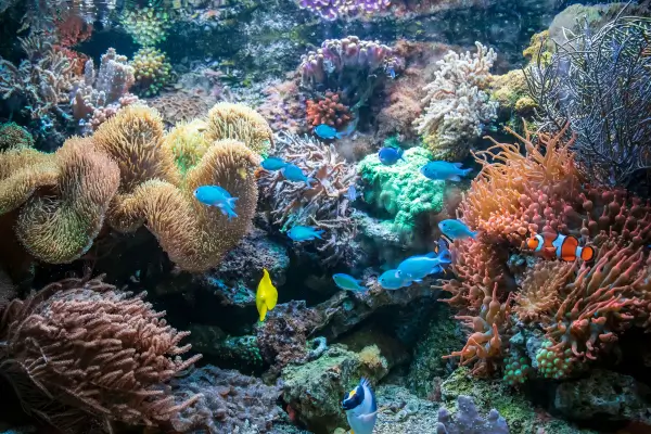 Aquários Marinhos Sustentáveis: Guia para Montagem com Corais e Peixes de Captura Responsável