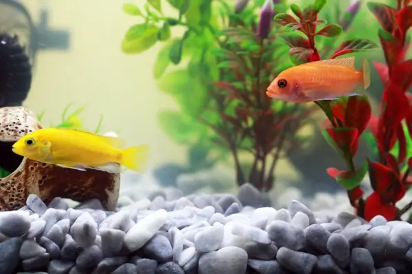 Monitoramento Digital com Aplicativos Móveis para Aquários Ecológicos de Pequeno Porte