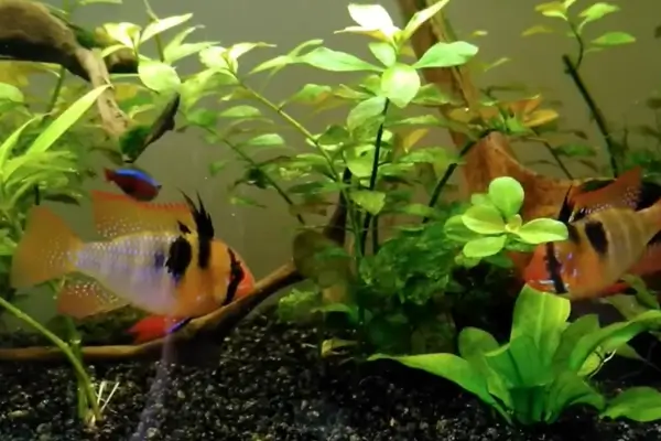 Peixes Ornamentais de Baixo Impacto Ambiental para Aquários Comunitários Tropicais