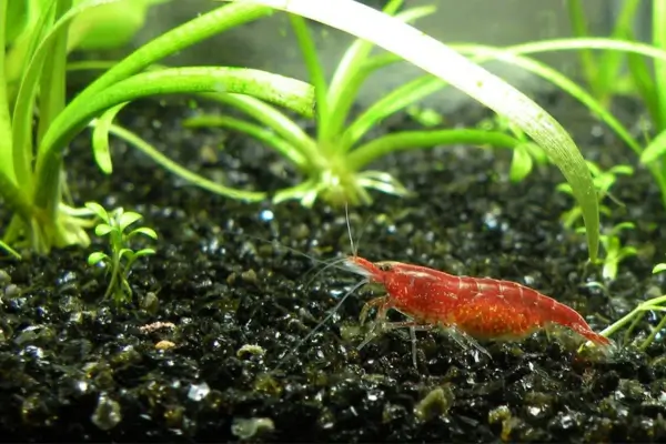 Criação Doméstica de Camarões Neocaridina em Sistemas de Aquários Autossuficientes