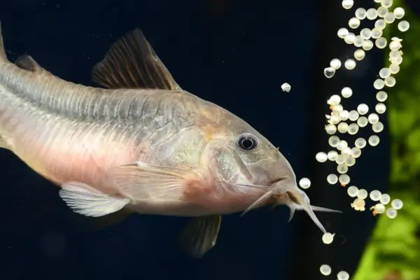 Top 5 Espécies de Peixes que ajudam na Limpeza Natural do Aquário Sustentável