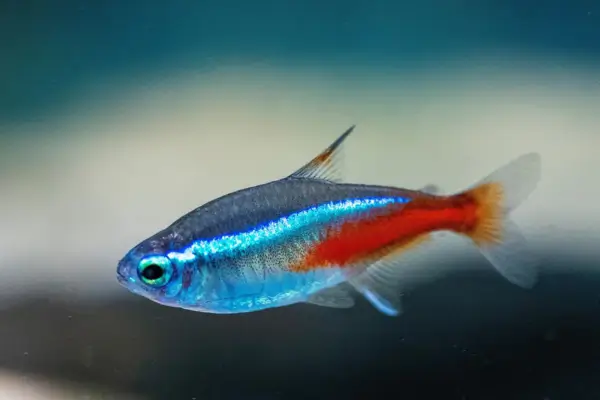Peixes Plant-Friendly: Espécies Compatíveis com Aquários Fortemente Plantados