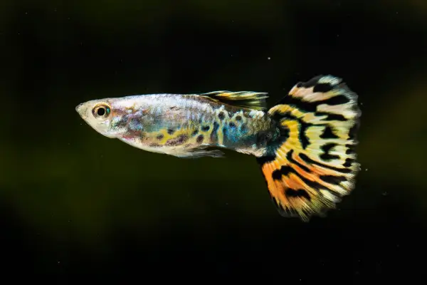Guppies Criados em Cativeiro como Alternativa Ética para Aquários Iniciantes