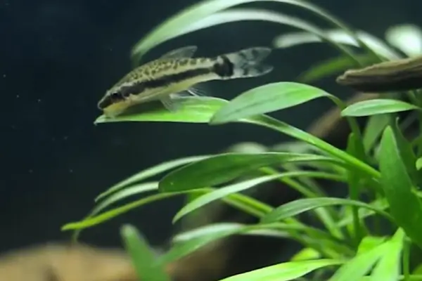 Espécies Compatíveis com Aquários de Filtragem Natural Baseada em Plantas