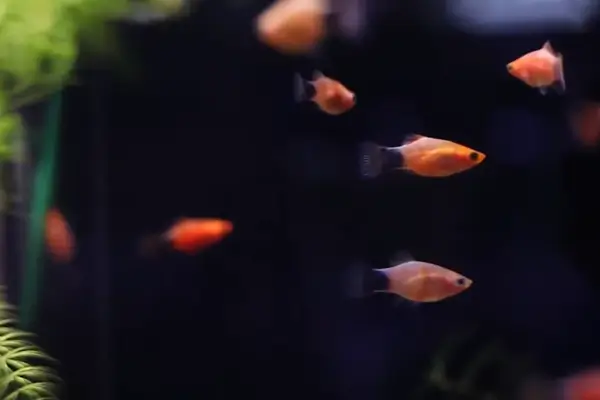 Uso de Peixes Ovovivíparos Sustentáveis em Aquários Autolimpantes para Iniciantes