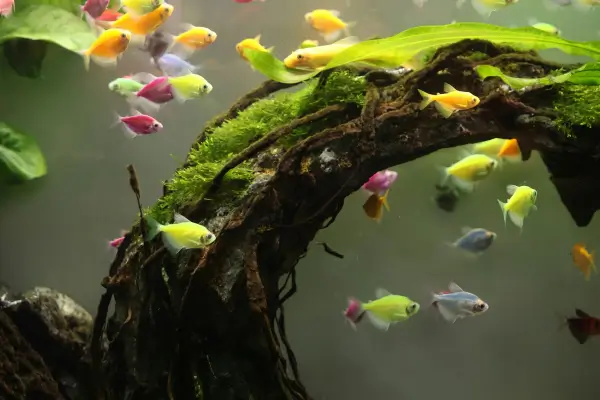 Montagem de Aquário Biótopo Amazônico Sustentável para Iniciantes: Escolha de Espécies e Plantas