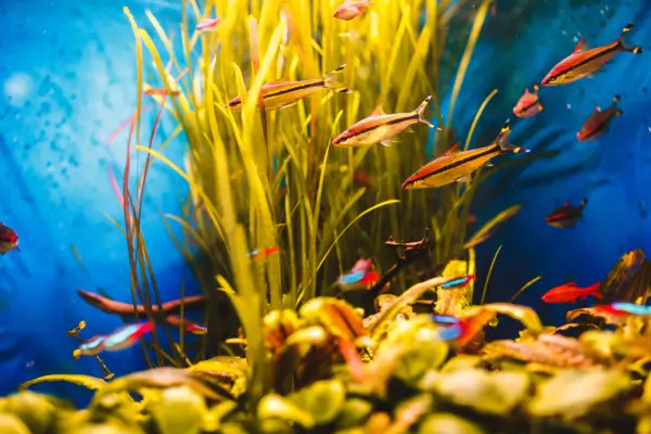 Criando um Ecossistema Aquático Equilibrado: Introdução de Microorganismos Benéficos em Aquários