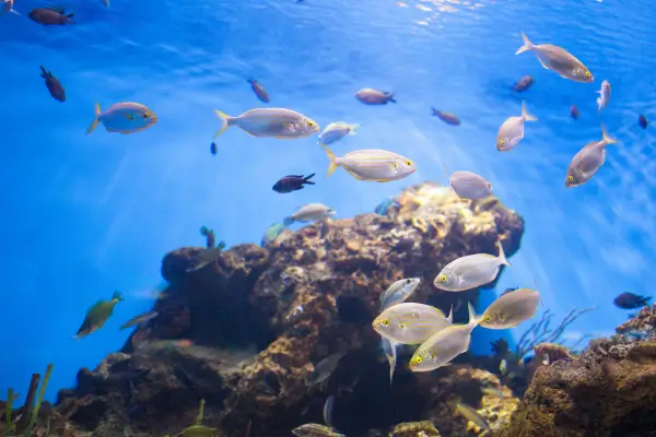 DIY Filtro Ecológico e Alimentação Automatizada para Aquários Sustentáveis