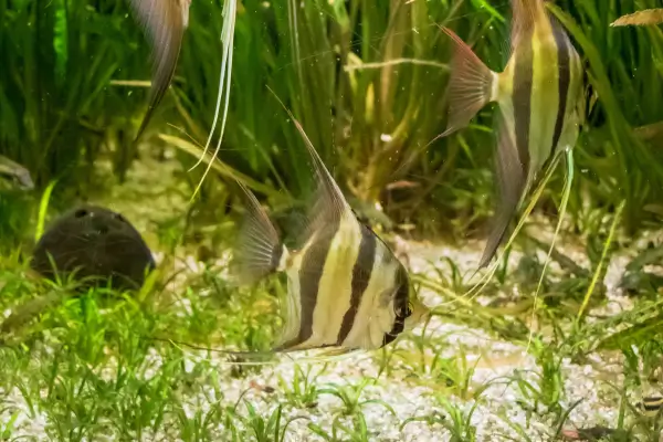 Angelfish: o elegante peixe-anjo que dá charme ao aquário