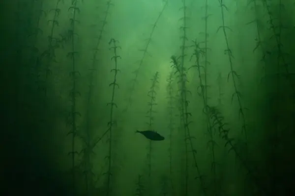 Aquarismo Sustentável: Como Eliminar Algas em Aquários de Iniciantes Sem Químicos Tóxicos