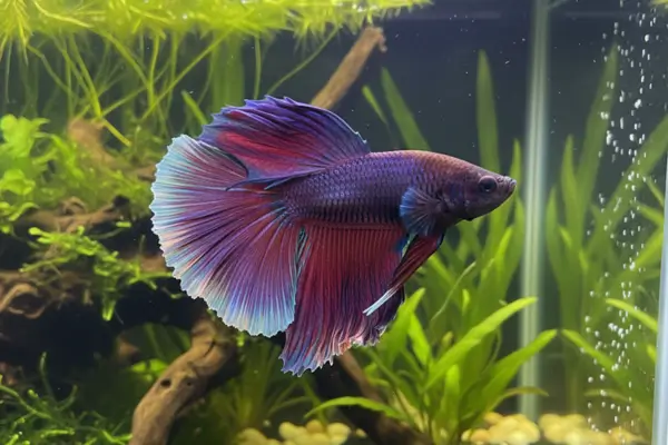 Betta (Betta splendens)