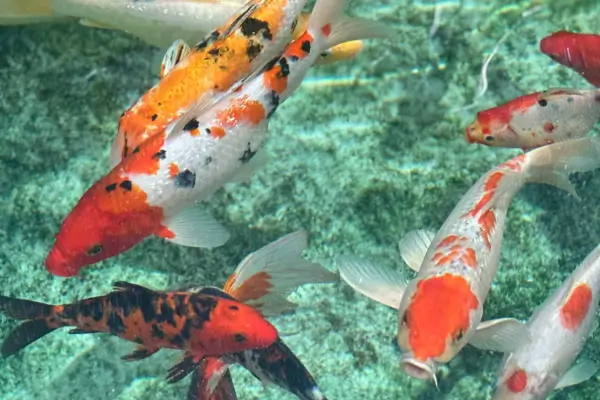 Carpa Koi: saiba como cuidar desse peixe ornamental milenar