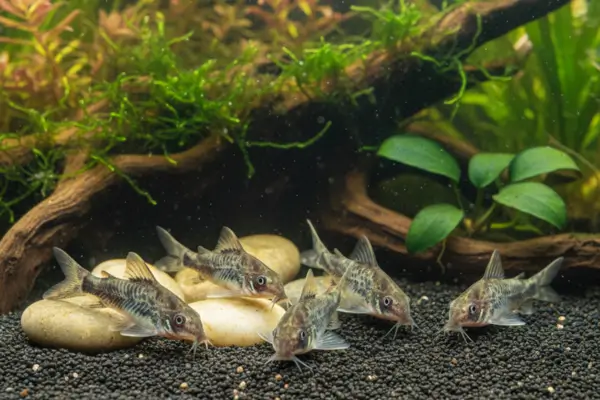 Corydoras (Corydoras sp.)