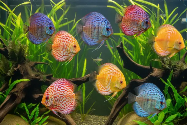 Discus (Symphysodon aequifasciatus)