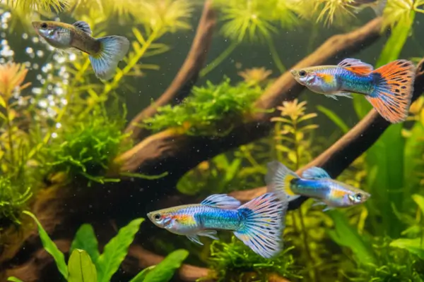 Guppy (Poecilia reticulata)