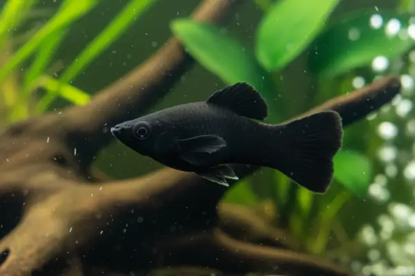 Molly (Poecilia sphenops)