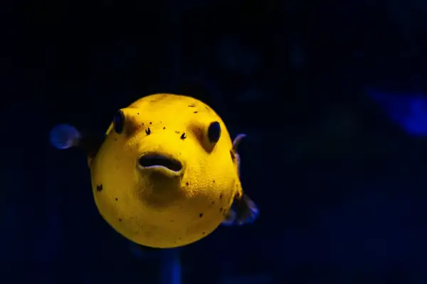 Montagem de Aquário sem Termostato: Espécies e Dicas de Isolamento Térmico