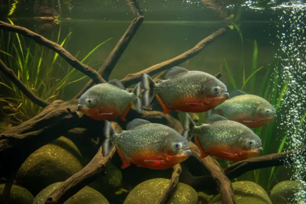 Piranha (Pygocentrus nattereri)