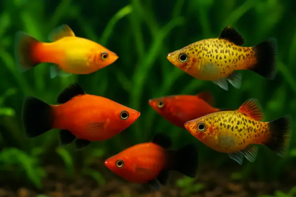 Platies (Xiphophorus maculatus)