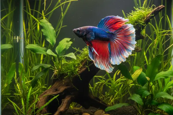 Siamese Fighting Fish (Betta splendens)