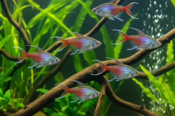 Tetra Congo (Phenacogrammus interruptus)