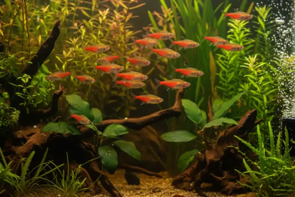 Tetra de Fogo (Hemigrammus erythrozonus)
