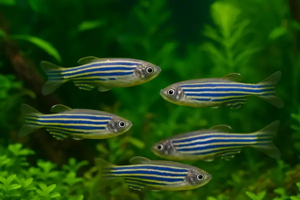 Zebra Danio (Danio rerio)