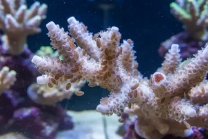 AEFW (Acropora Eating Flatworms)