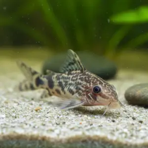 Corydoras (Corydoras spp.)