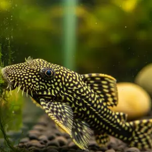 Limpa-vidros (Ancistrus spp.)