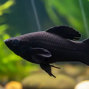 Molly (Poecilia sphenops)