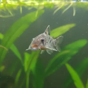 Peixe Limpa-vidros (Otocinclus spp.)