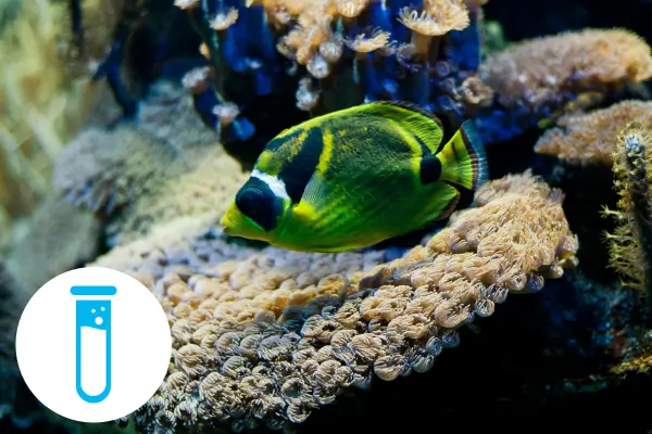 Teste de Amônia e Filtragem Biológica: Guia Sustentável para Aquários Sem Cheiro e Bem Equilibrados