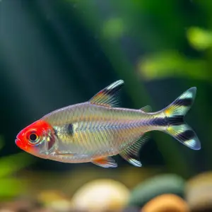 Tetra Toucano (Hemigrammus rhodostomus)