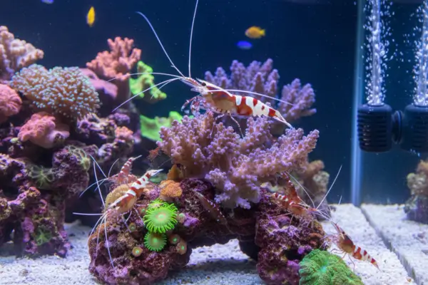 Camarões-limpadores (Lysmata amboinensis, L. wurdemanni)