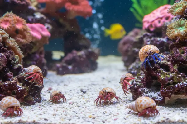 Caranguejos-eremitas (Clibanarius, Calcinus)