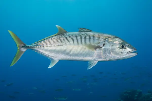 Cavala: Por que Esse Peixe é Um Dos Mais Rápidos do Oceano?