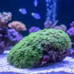 Clavularia (star polyps)