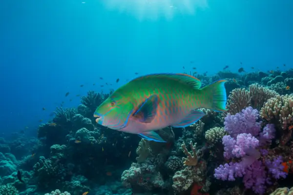 Parrotfish: Descubra a Beleza e a Importância desse Peixe Colorido