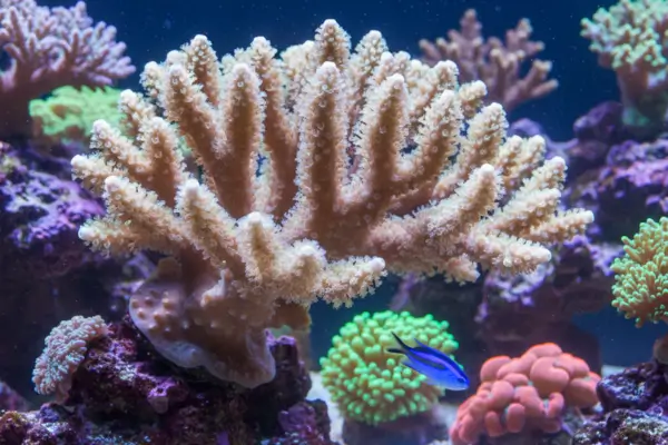 Sinularia (Coral Dedo)