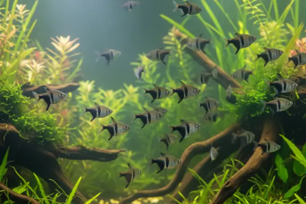 Tetra Black Widow - Gymnocorymbus ternetzi