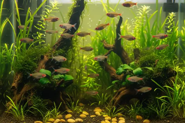 Tetra de Olhos Vermelhos - Moenkhausia sanctaefilomenae