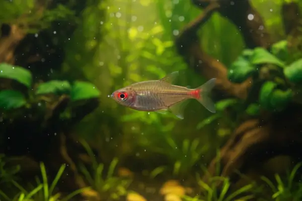 Tetra de Olhos Vermelhos - Moenkhausia sanctaefilomenae