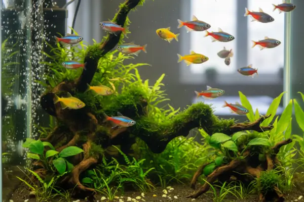 Peixe Arco-Íris - Melanotaenia sp.