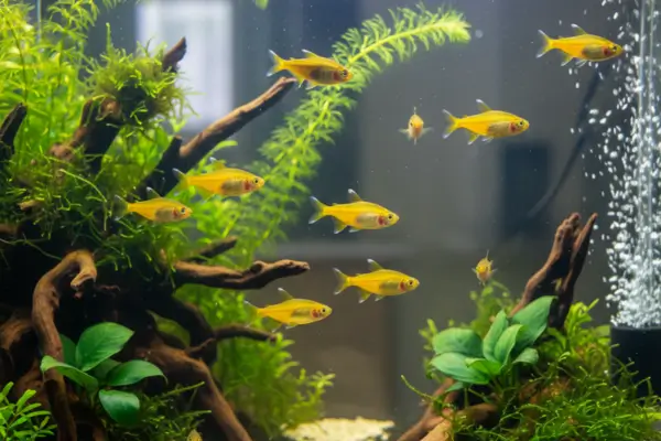 Tetra Lemon: O Charme Amarelo que Vai Colorir Seu Aquário