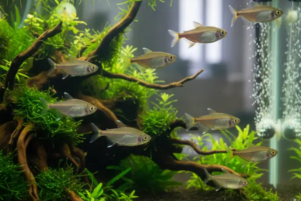 Tetra Prateado: Moenkhausia Pittieri e Sua Elegância no Aquário