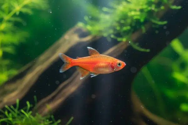 Tetra de Estrela: Como Hyphessobrycon Amandae Pode Encantar Seu Aquário