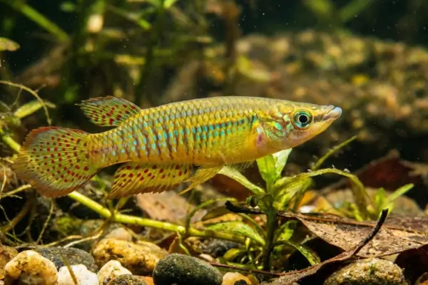 Killifish: saiba como cuidar dessa espécie colorida e resistente