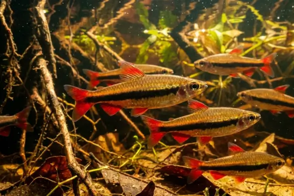 Foguetinha tudo o que você precisa saber sobre esse peixe ativo